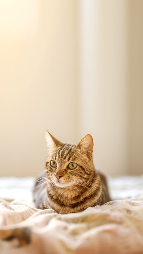 Beautiful short hair cat lying on the bed at home screenshot