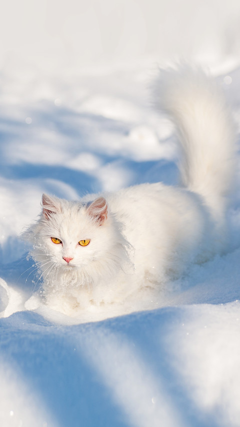 cat in the snow screenshot