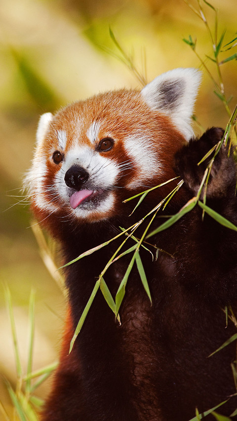 Cute animals-0 screenshot