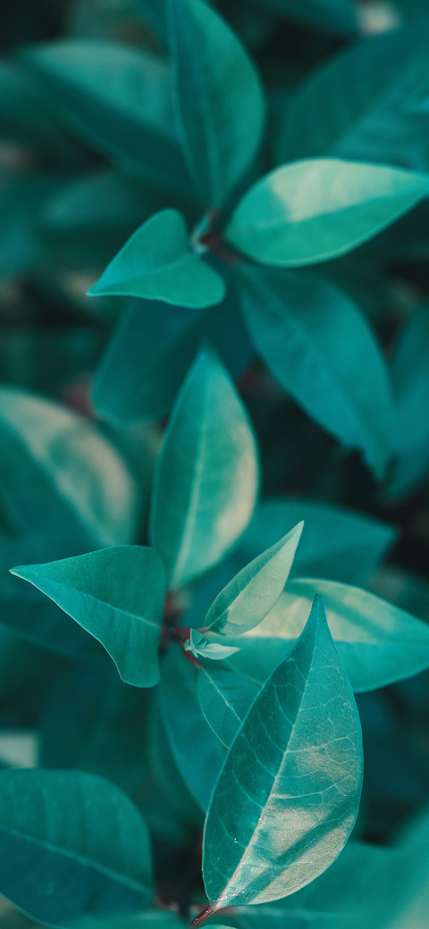 护眼植物壁纸-锐景创意 screenshot