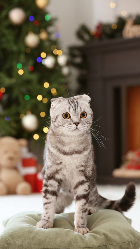 闪光灯对猫咪的伤害 screenshot