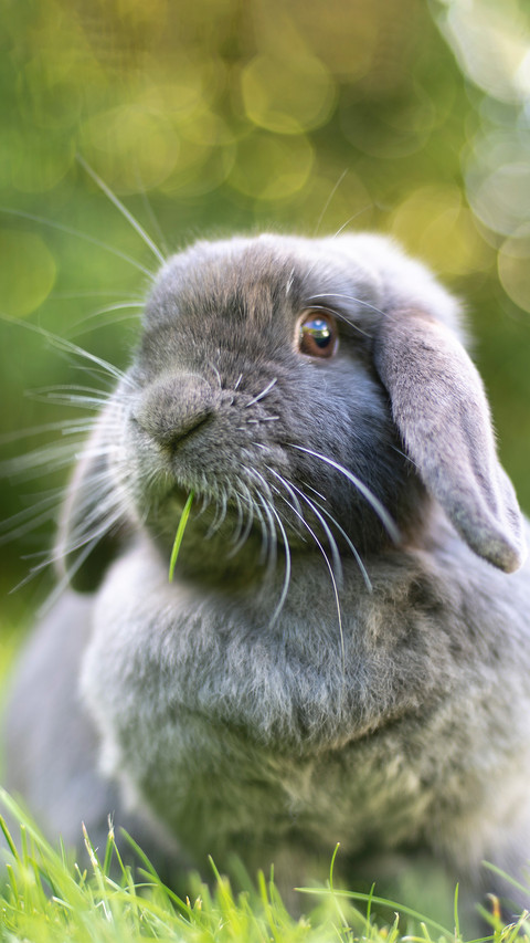 Grey mini drooping rabbit screenshot