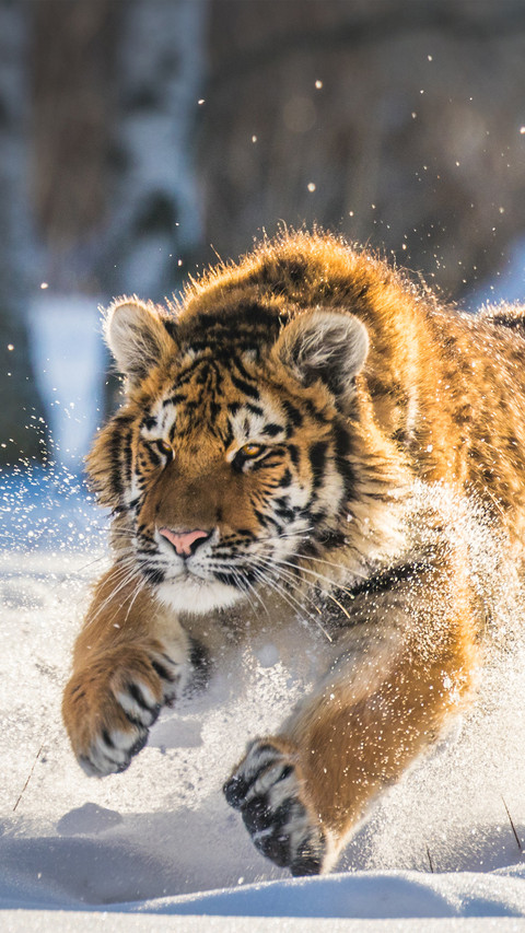 The tiger is running in the snow screenshot