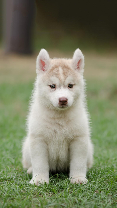 Dog418 screenshot