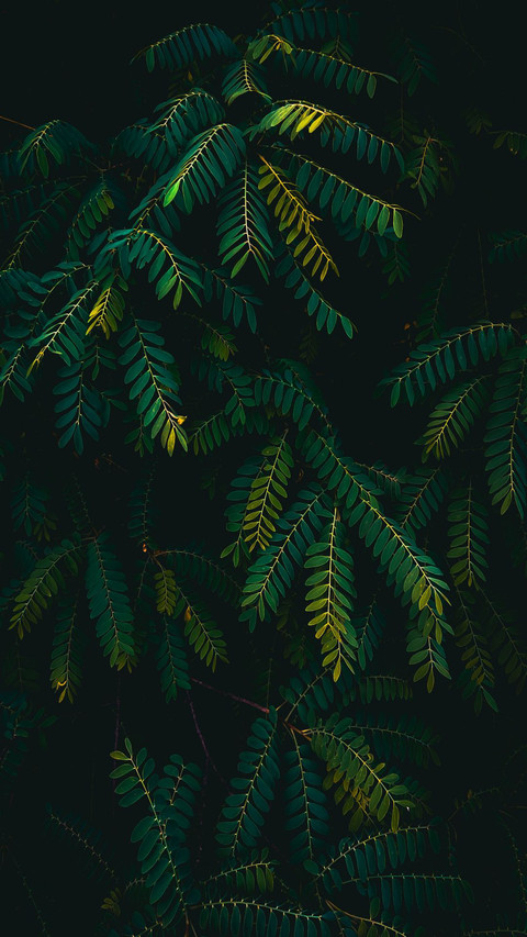 Green shy grass screenshot