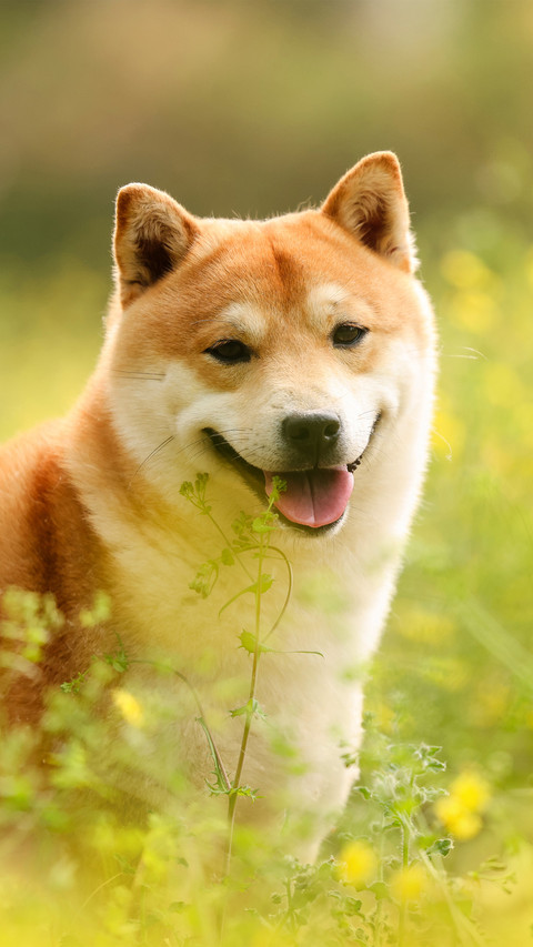 The shiba inu in the rape flowers screenshot