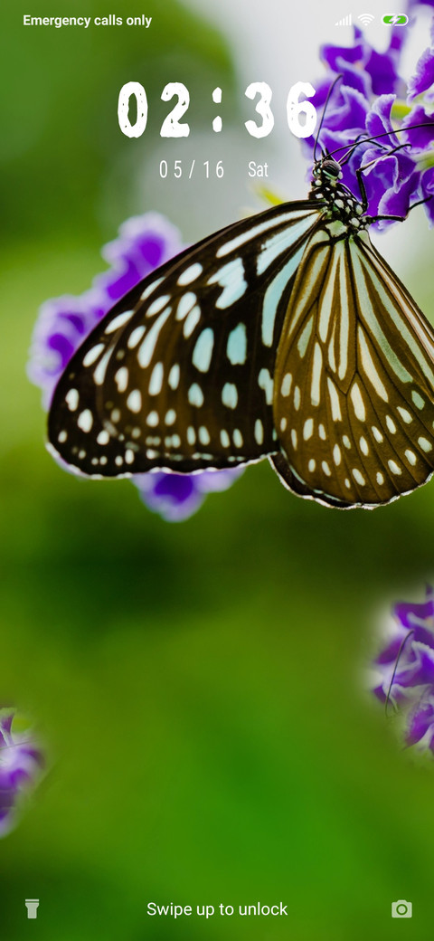 Beautiful butterfly_3MDS screenshot