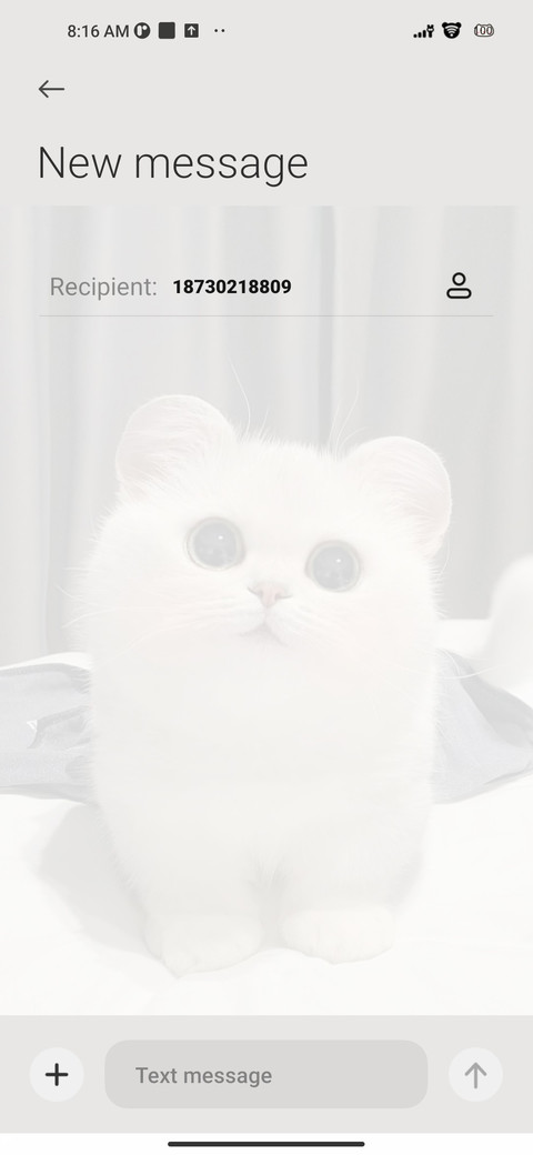Kitten Head screenshot