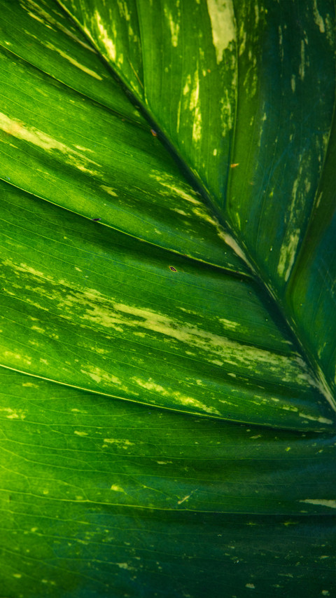 Green eye protection wallpaper screenshot