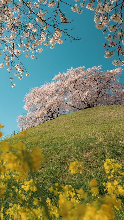 Cherry blossoms on the hillside screenshot