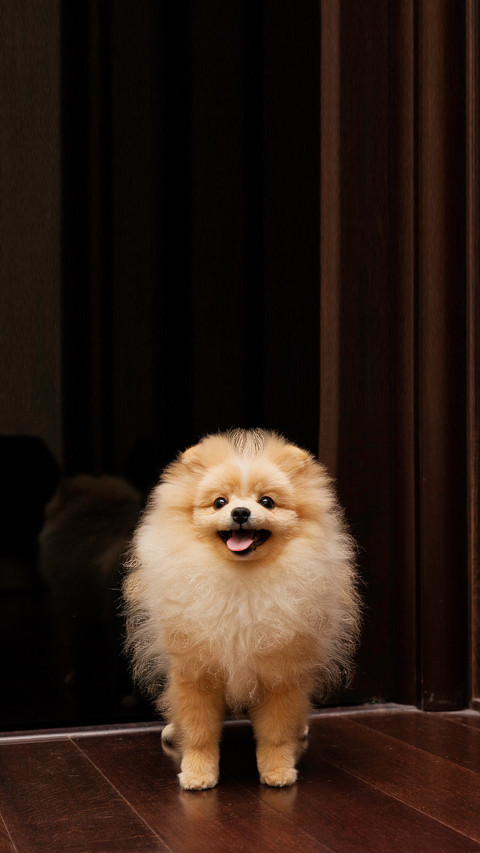 Cute small happy spitz dog on the brown wooden floor screenshot