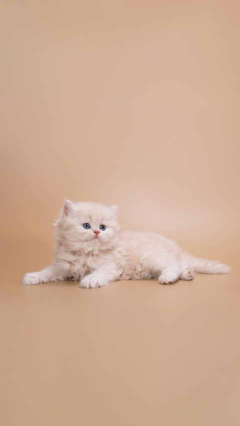 Creamy British Longhair kitten with a cute muzzle screenshot