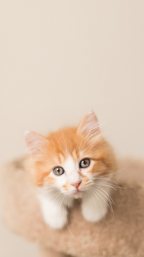 Beautiful orange and white kitten screenshot