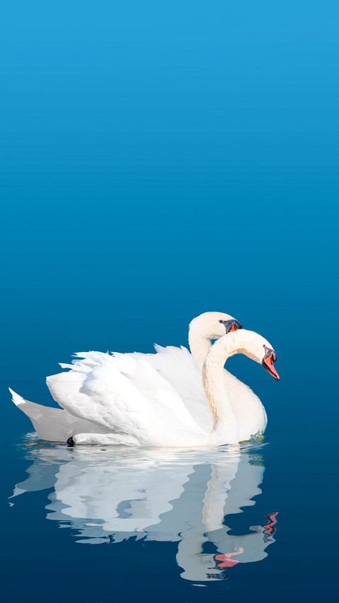 Two swans floating on the water screenshot