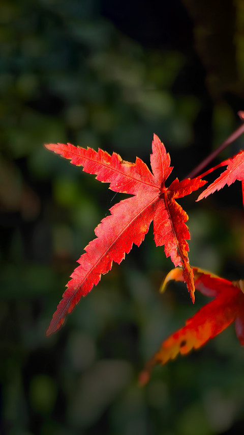 Fallen leaves are all facing up from the back screenshot