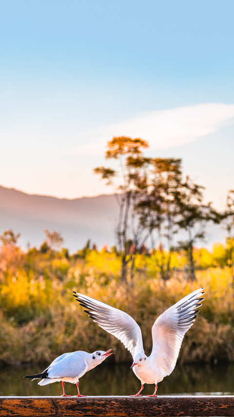 Scenery of Haihong Wetland in Kunming, Yunnan screenshot