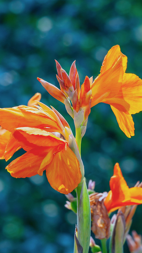 Natural Still Life-PAIXIN screenshot