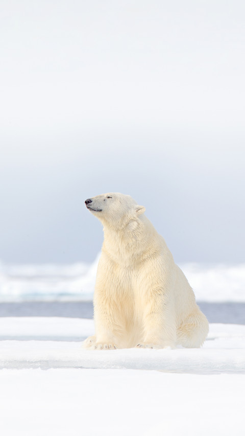 Polar Bear screenshot