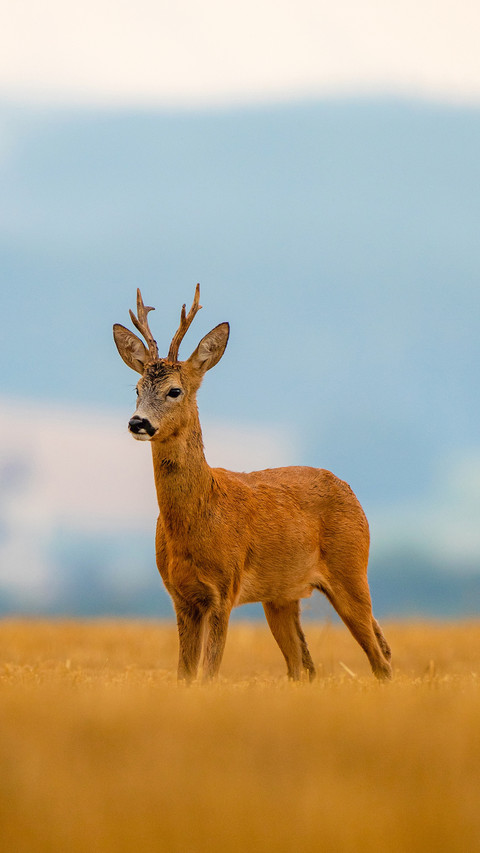 Roe deer in a rainy early summer evening screenshot