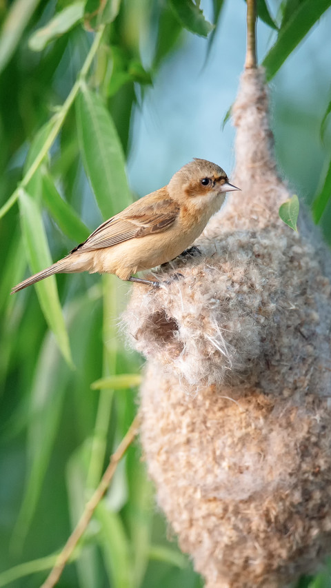 The nesting chinese climbing finch screenshot