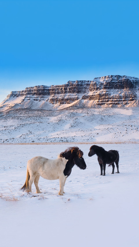 Horses in the wild west Iceland screenshot