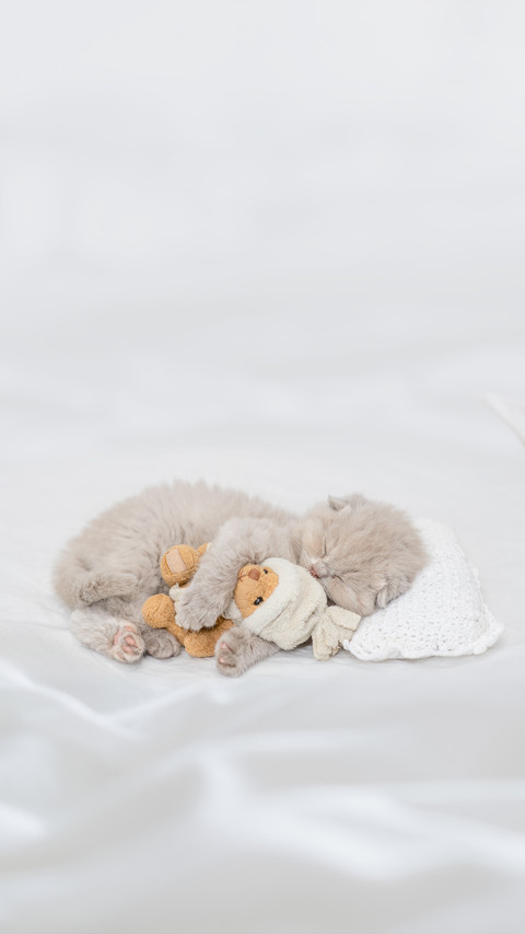 Baby Kitten Sleeping with Toy Bear on Pillow screenshot