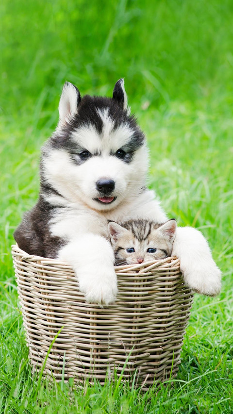 Dog482 screenshot