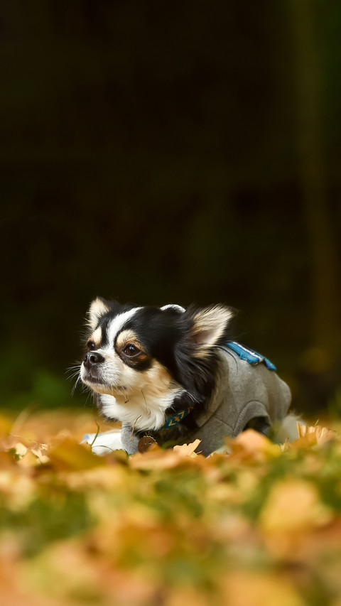 Chihuahuas in the autumn nature taken in Japan screenshot