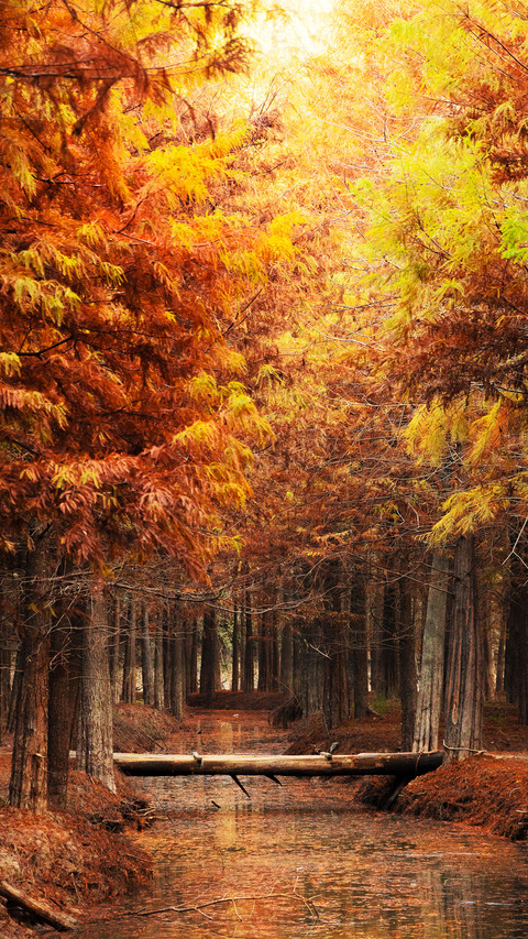 Raindrop redwood forest 2 screenshot