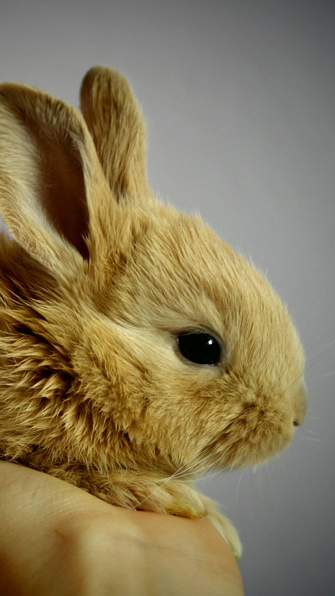 Rabbit (5) screenshot