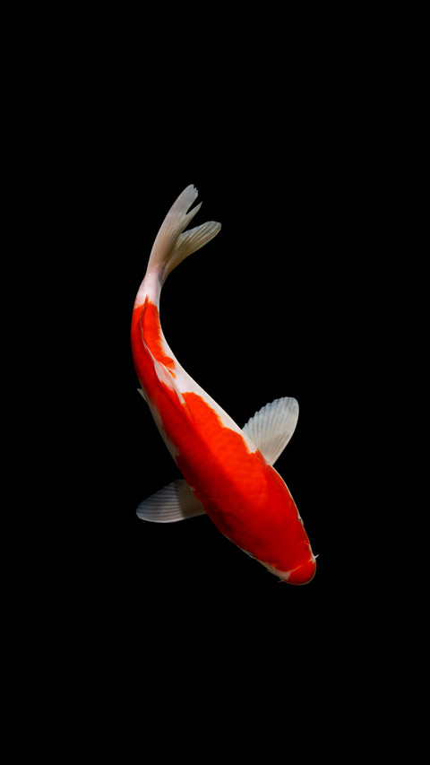 Cold water fish for beginners 76 screenshot