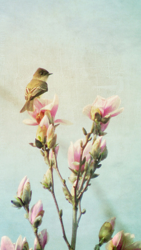 小满 screenshot