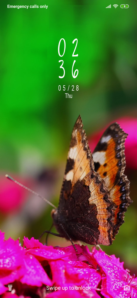 Butterfly on flower_3MDP screenshot
