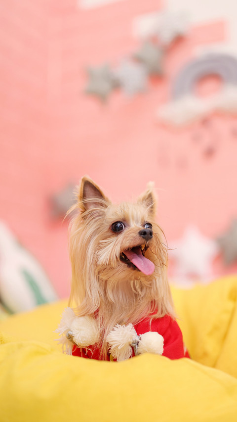 Summer keeps dogs away from insects and insects screenshot