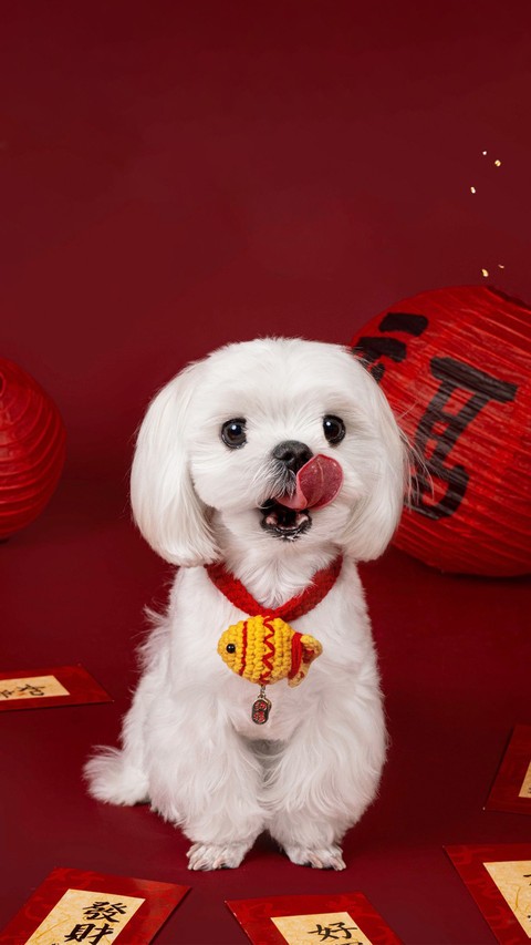 萌犬报春禧 screenshot