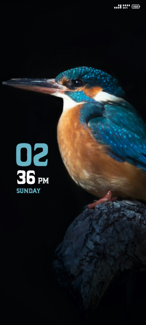 Brown Bird screenshot