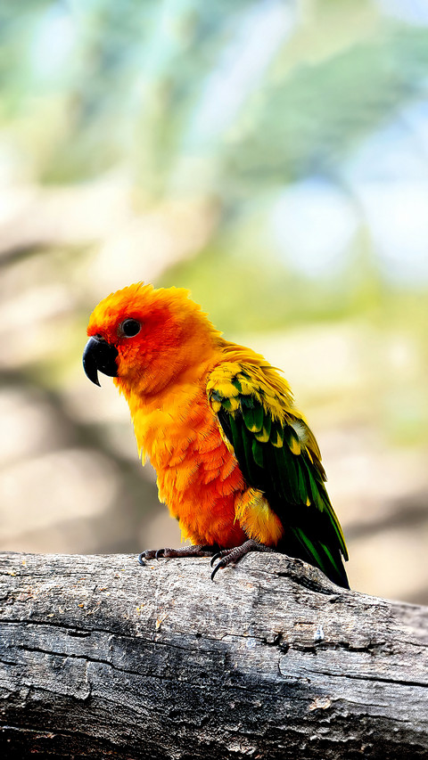 The colorful feathers of parrots will fade screenshot