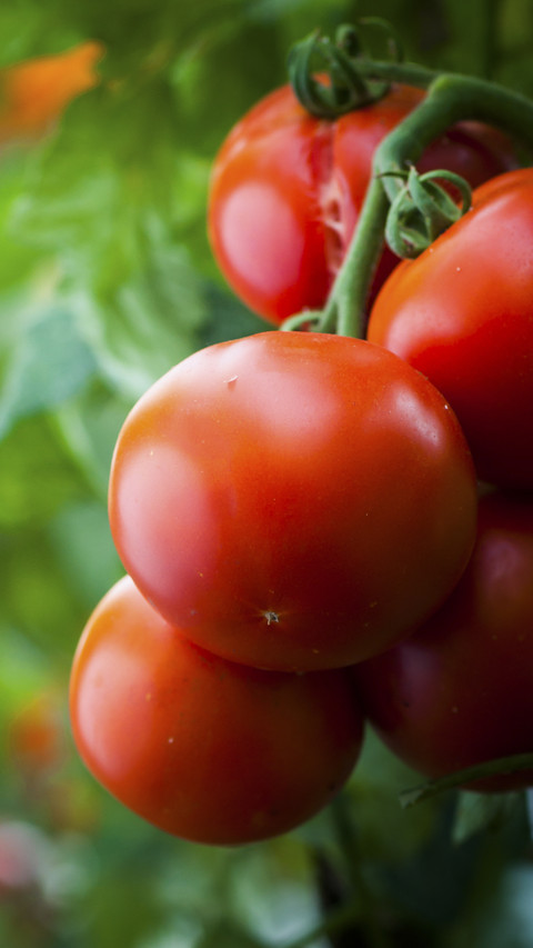 Vegetable Tomatoes screenshot
