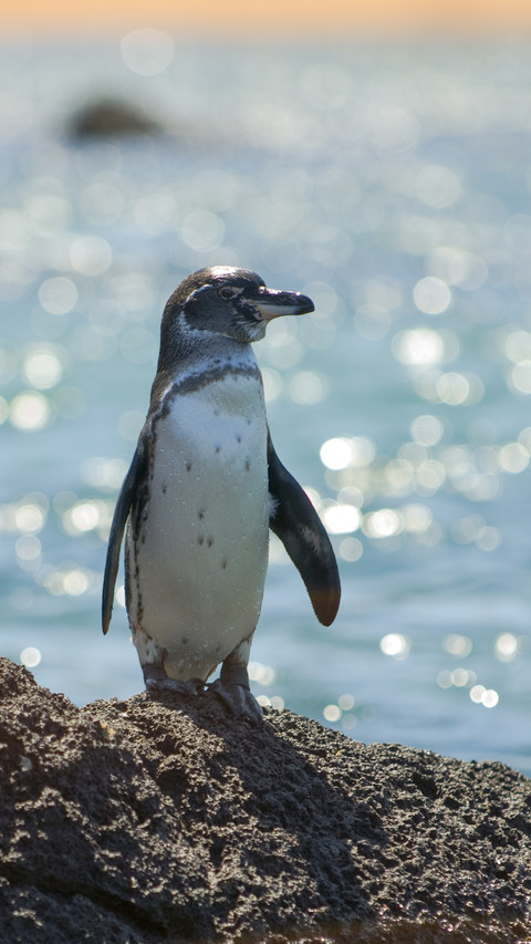 Lovely Penguin screenshot