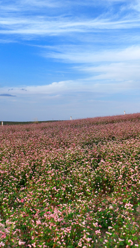 The buckwheat flower fields are in full bloom screenshot