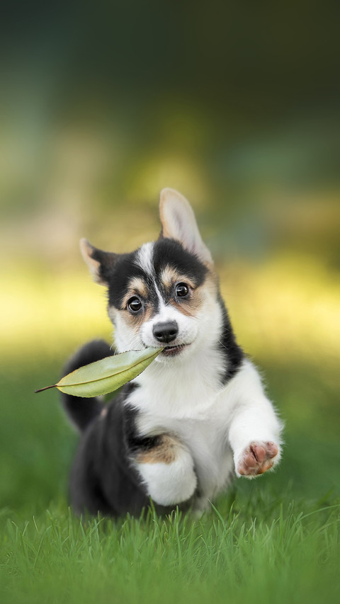 A Funny Welsh Corgi Pembroke Puppy Running on Green Grass screenshot