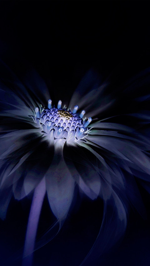 Beautiful gerberas screenshot
