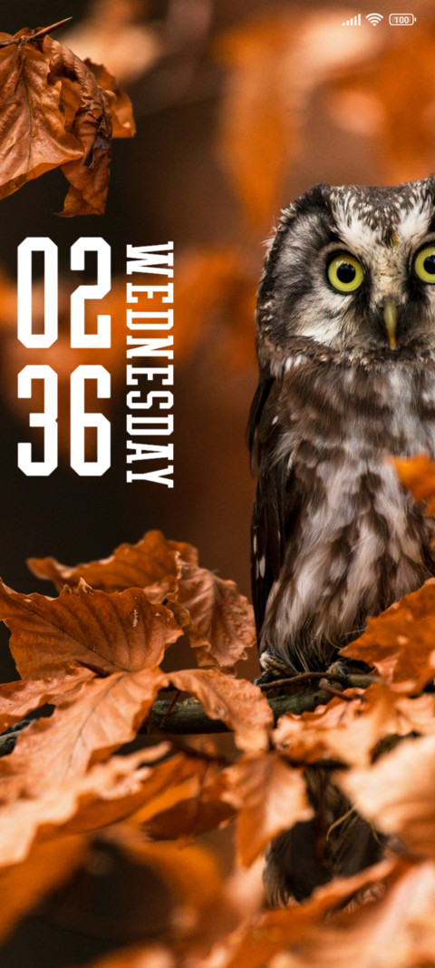 Grey Owl screenshot