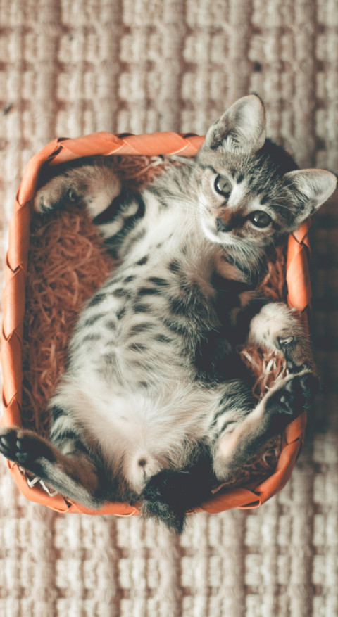 Cute Animals (32) screenshot