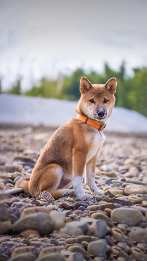 Dog331 screenshot