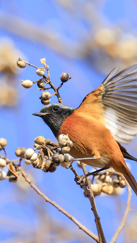 The little bird is busy pecking fruit on the branch.0 screenshot
