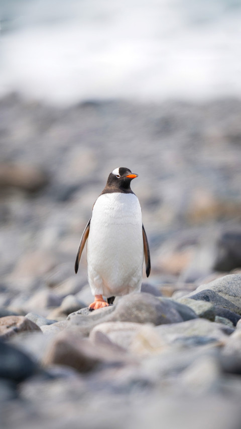 Gentoo penguin stands on rocks screenshot