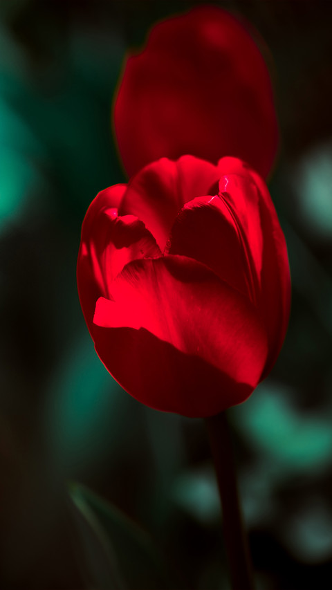 Beautiful flowers screenshot