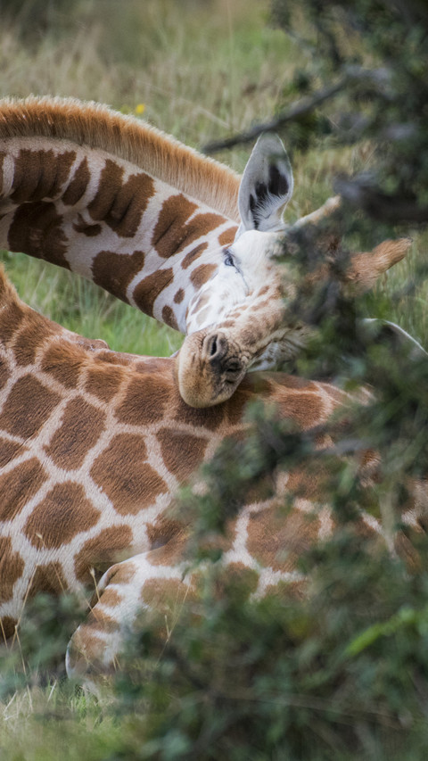Sleeping Giraffe screenshot