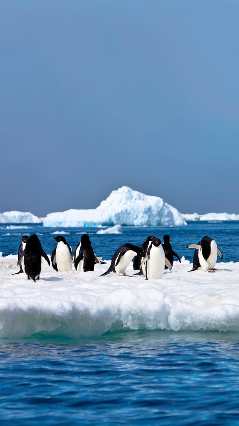 Penguins are executed screenshot
